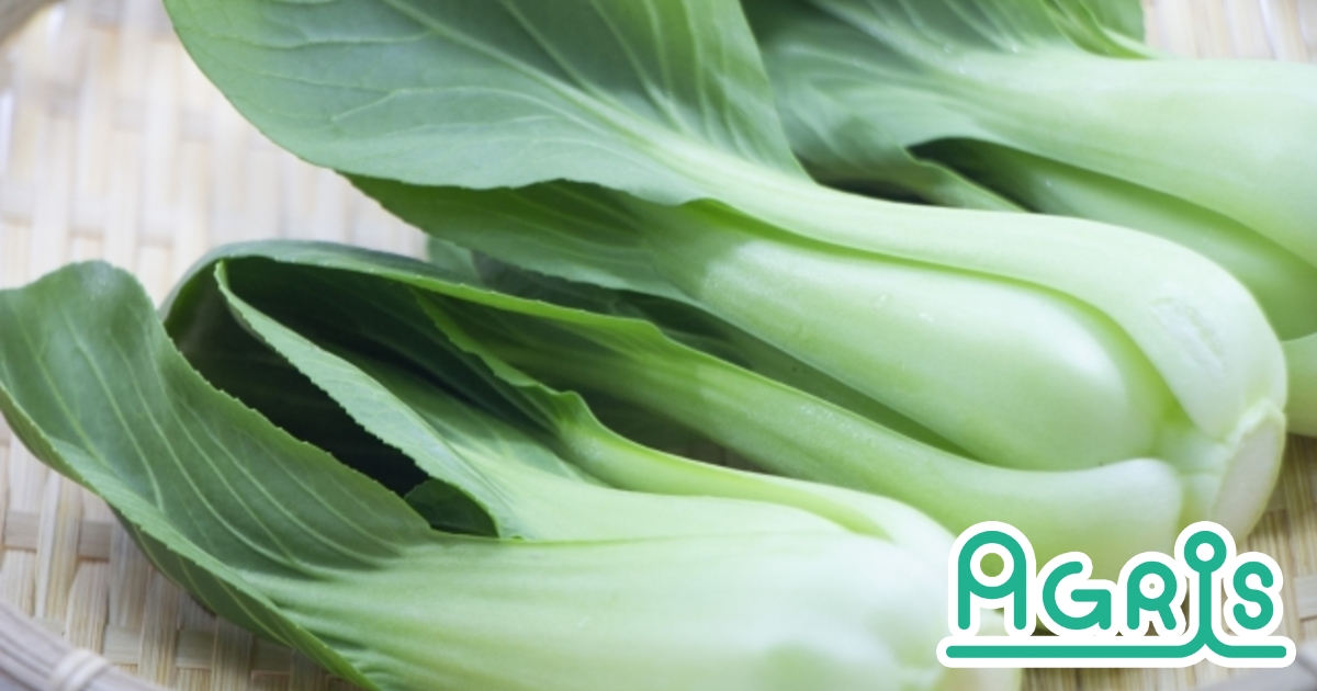 知っておきたいチンゲンサイの害虫 チンゲンサイ栽培6つの害虫とその防除方法 Agris