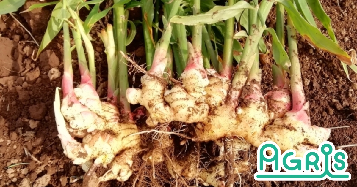 ショウガを病気から守る ショウガに発生する病気とその防除方法 Agris