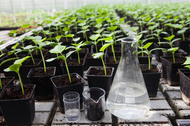 肥料焼けってなに 肥料の過剰障害 Agris